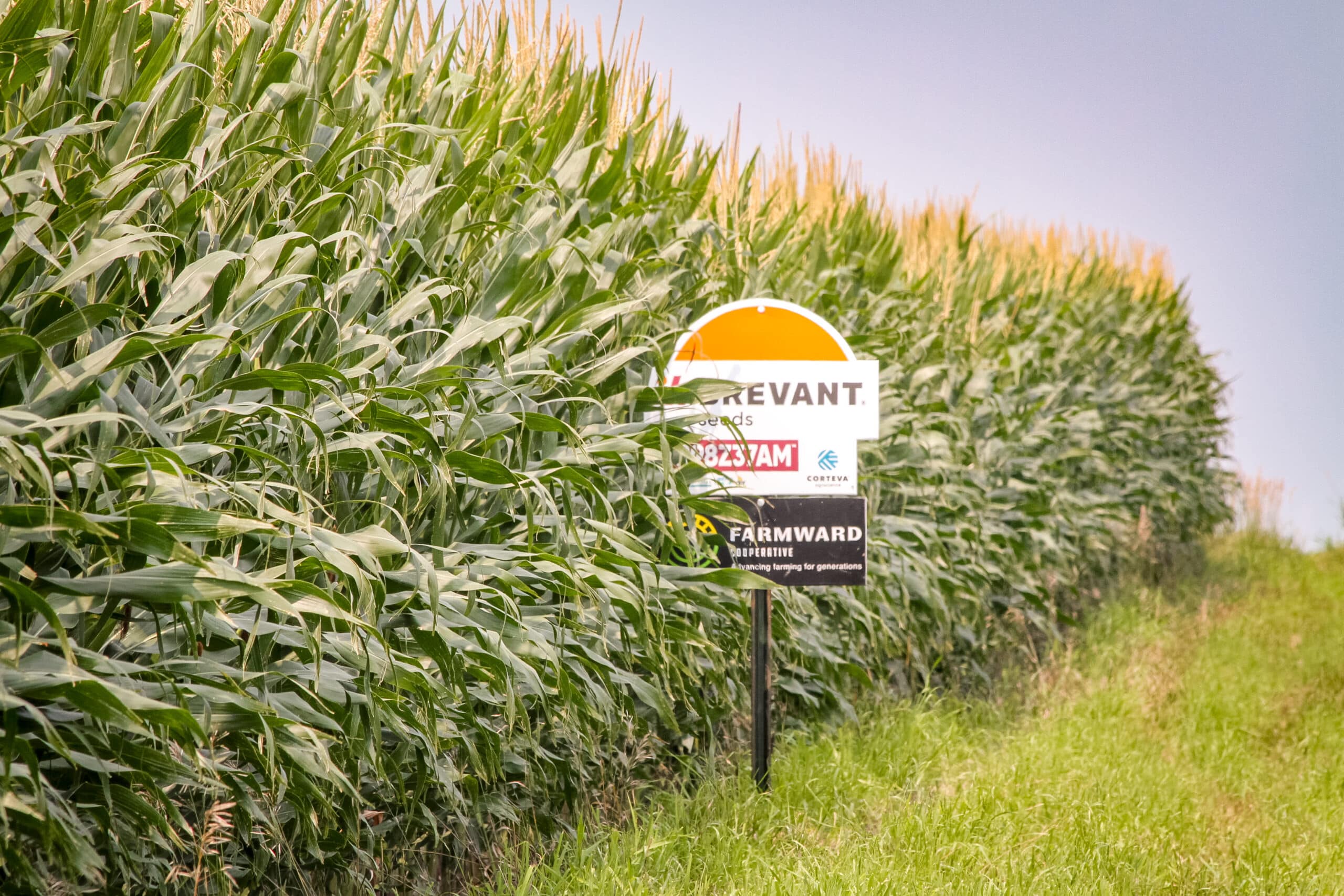 brevant farmward seed sign in row of cornfield