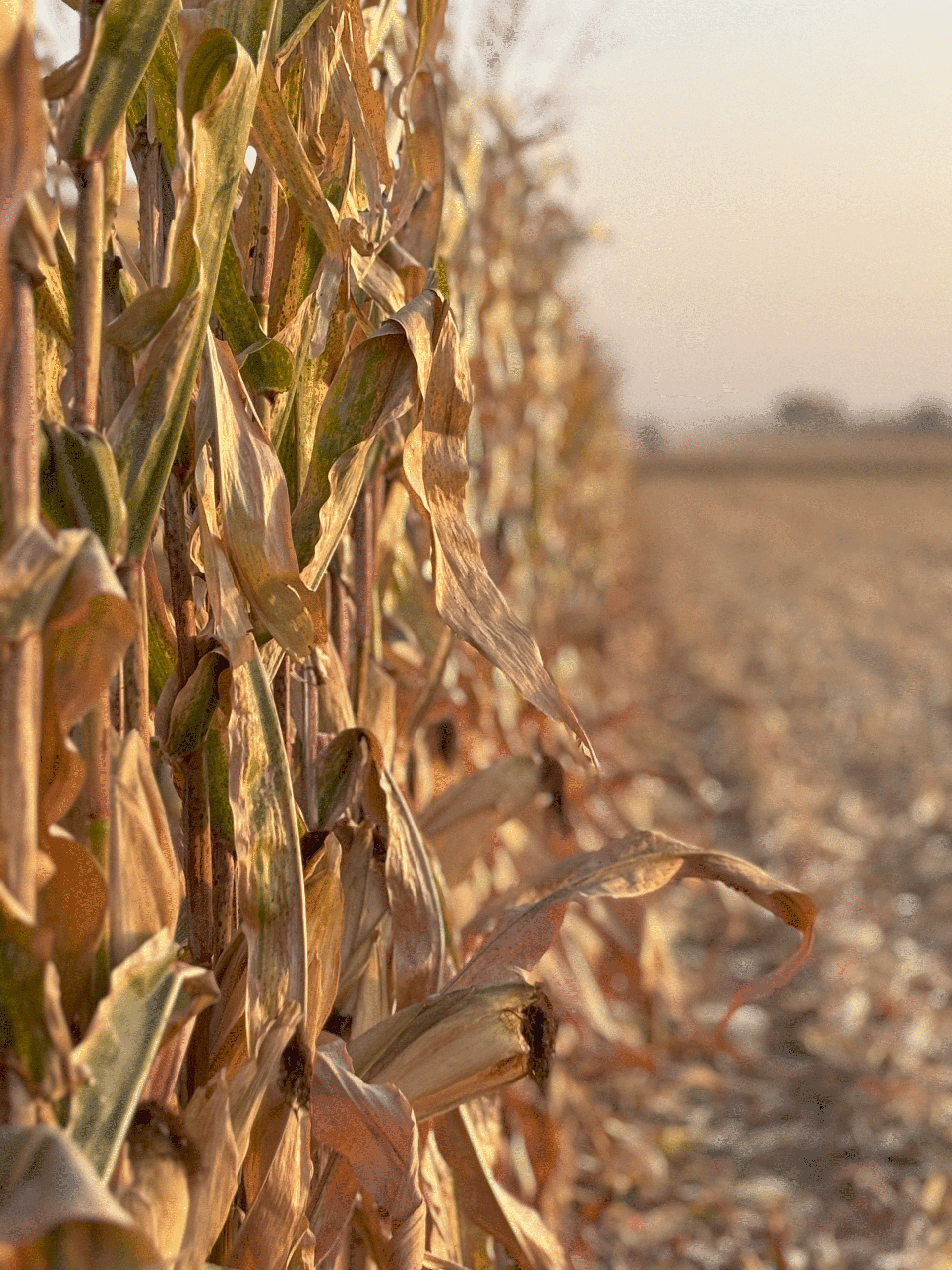 row of corn in field