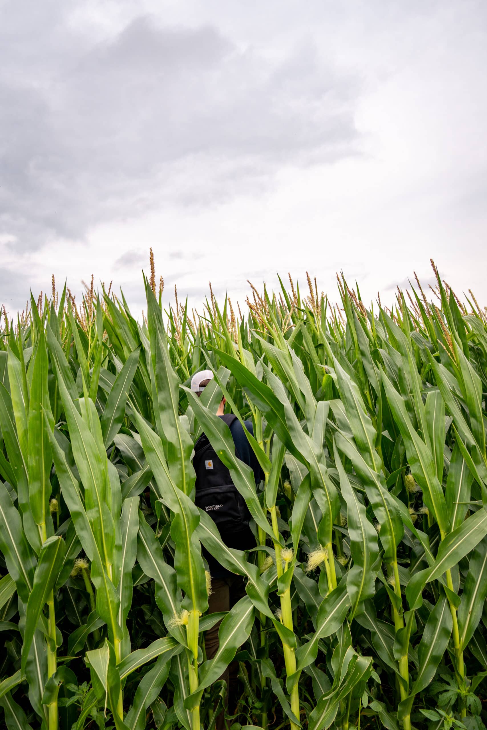 Cornstalks in field with grey sky