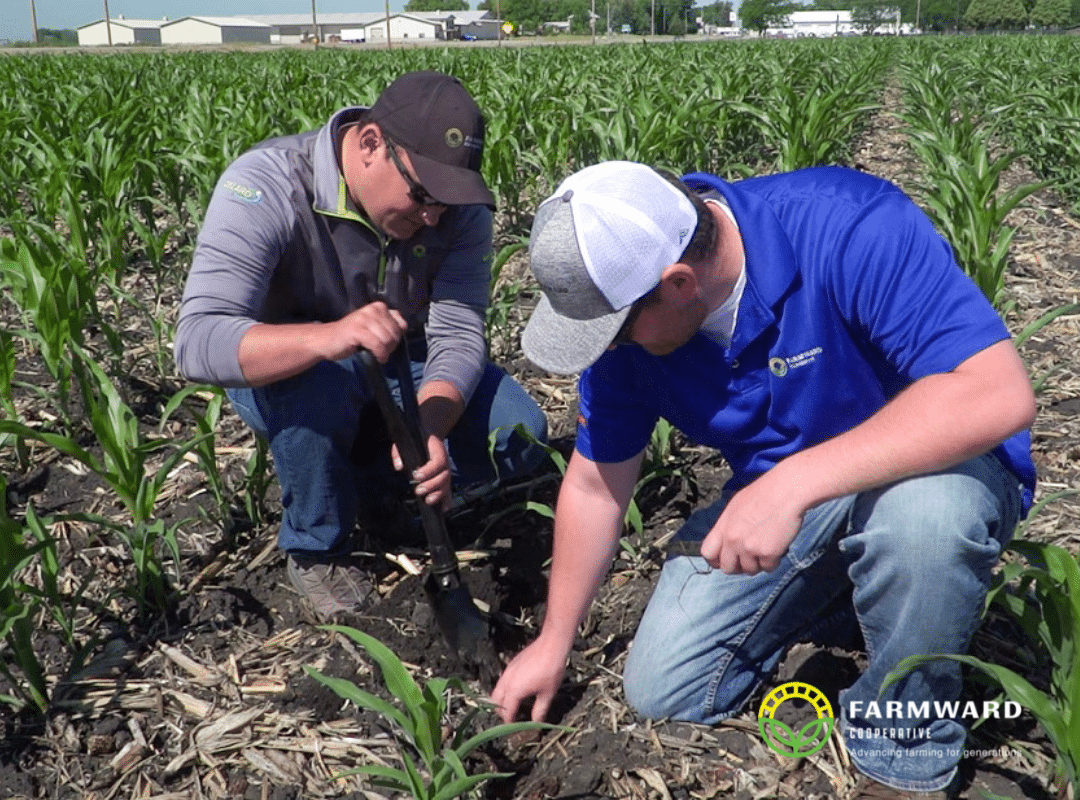 farmward employee scouting field