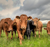 group of cows