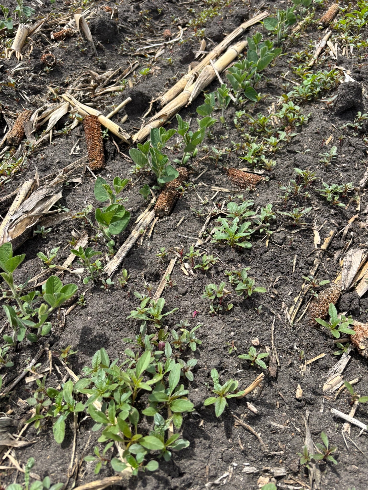 Weeds in Fields