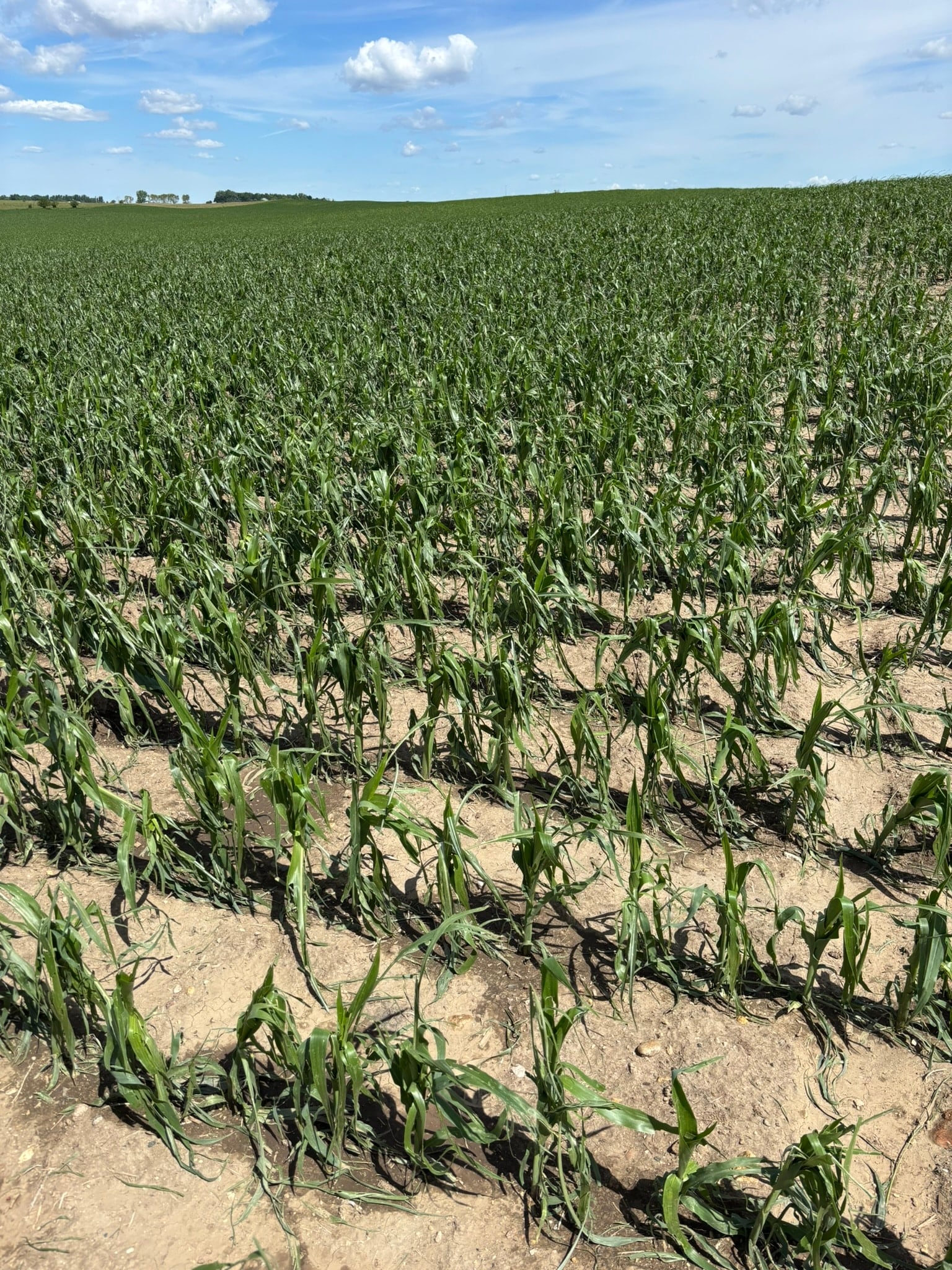Hail Damaged Corn