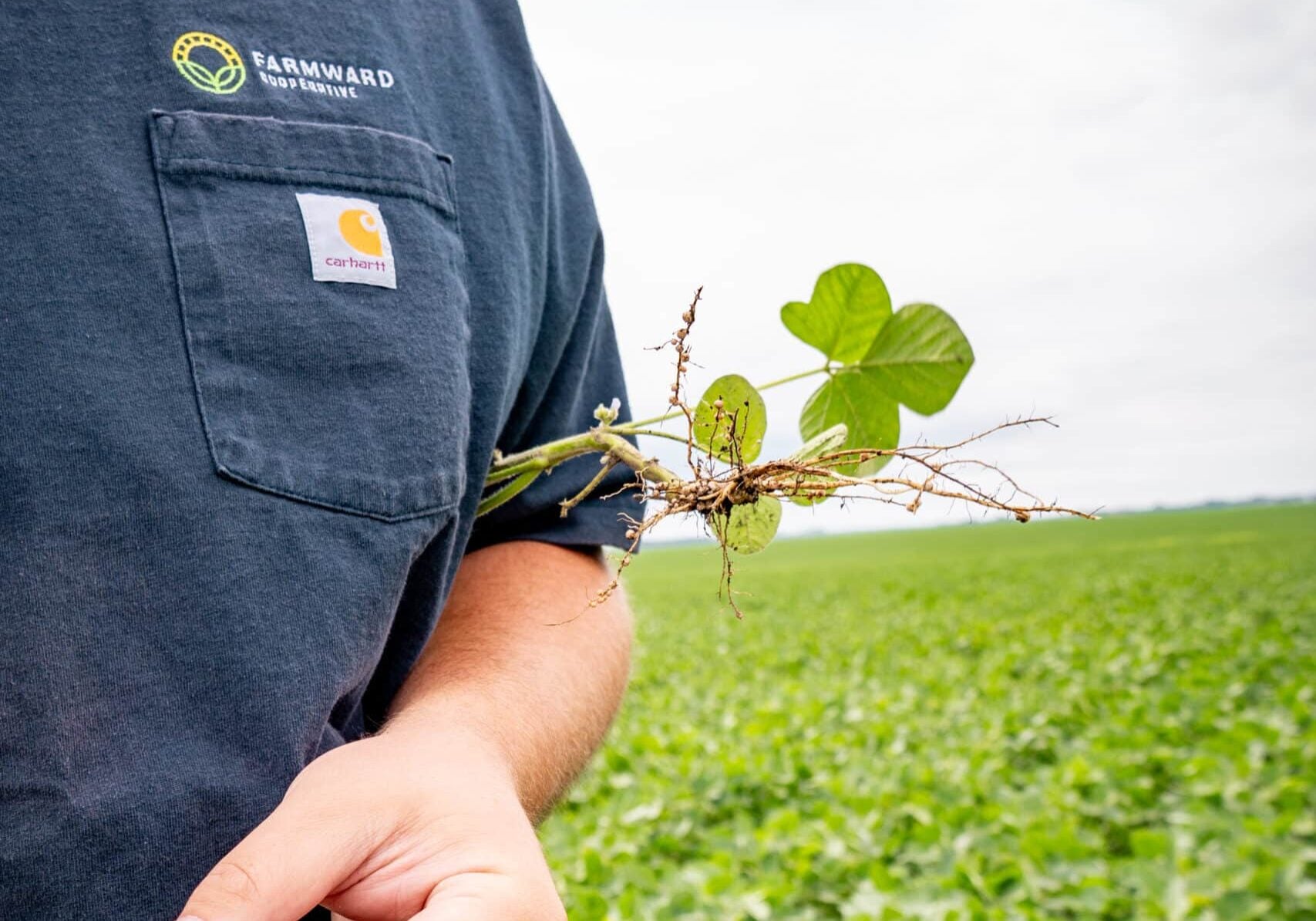 Farmward Employee with green field