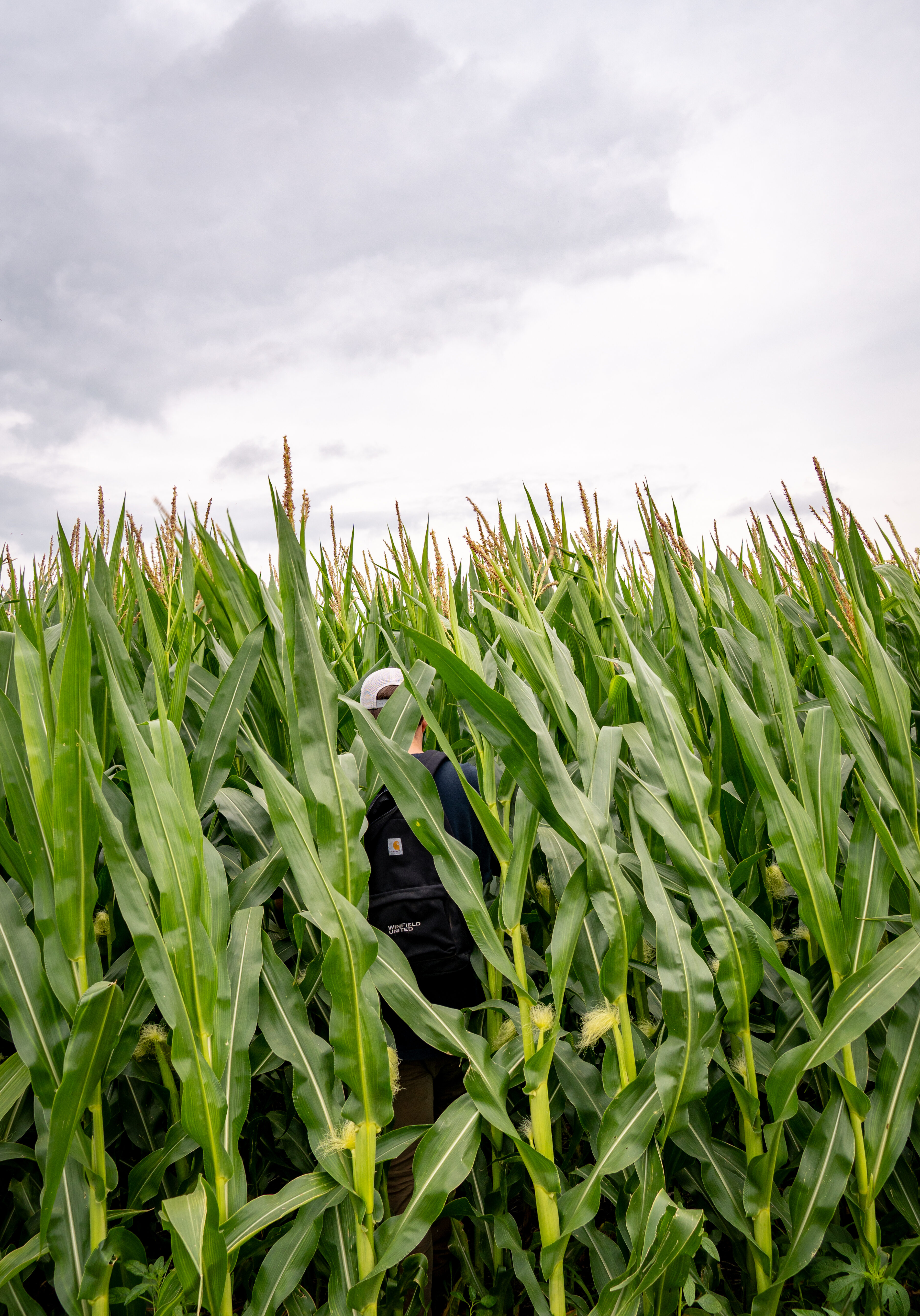 Cornstalks in field with grey sky