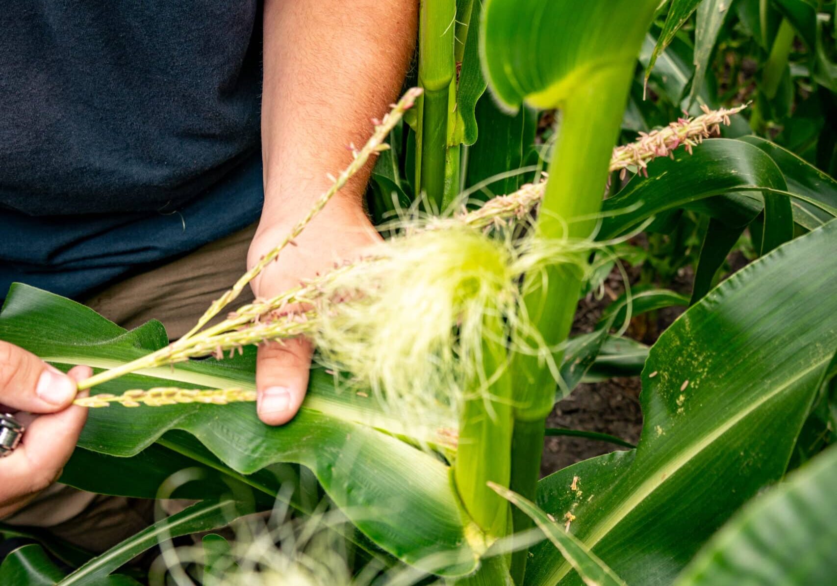 agronomist looking at ears of corn
