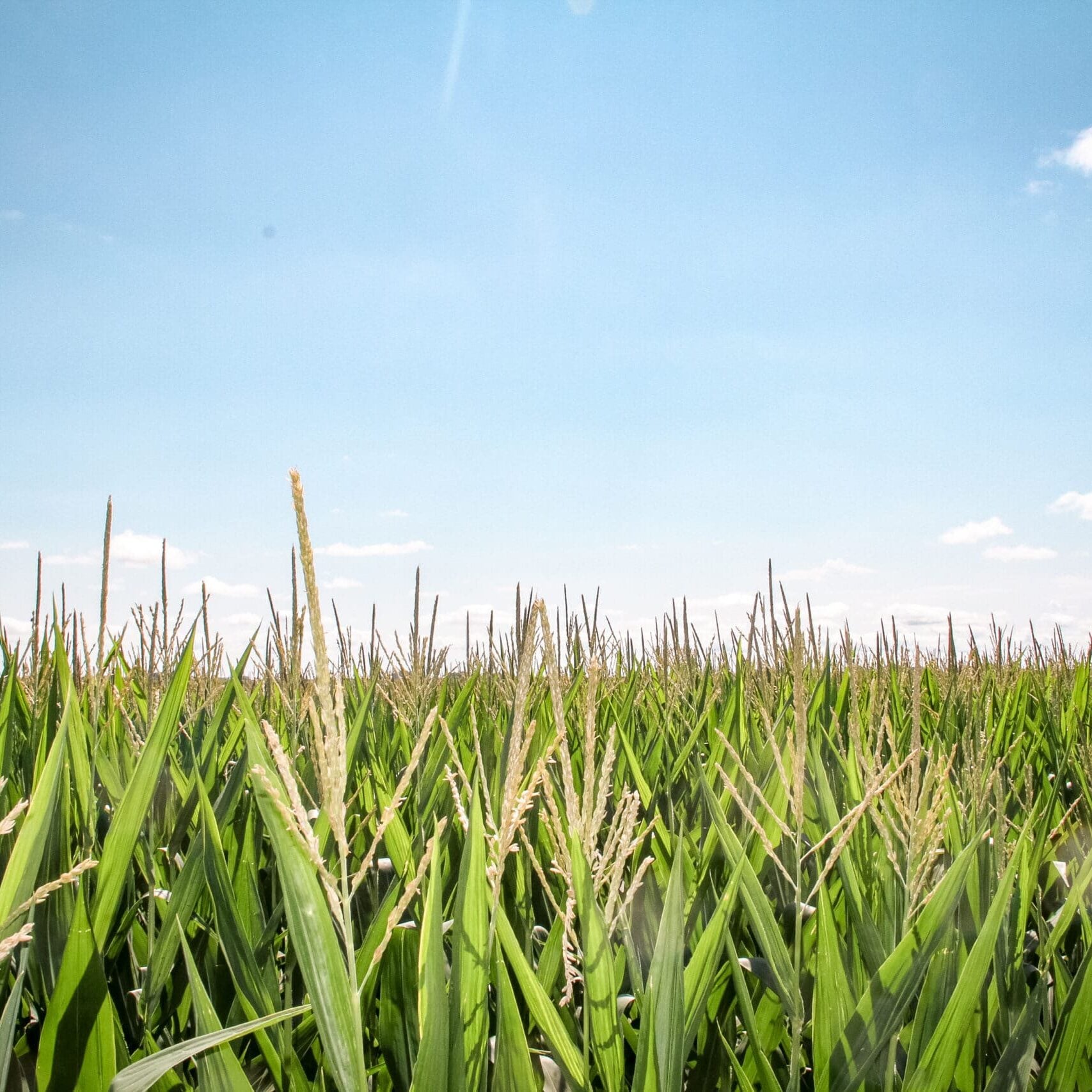 corn field with blue sky