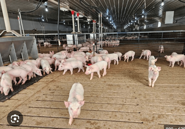group of pigs in stable