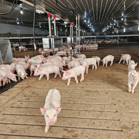 group of pigs in stable