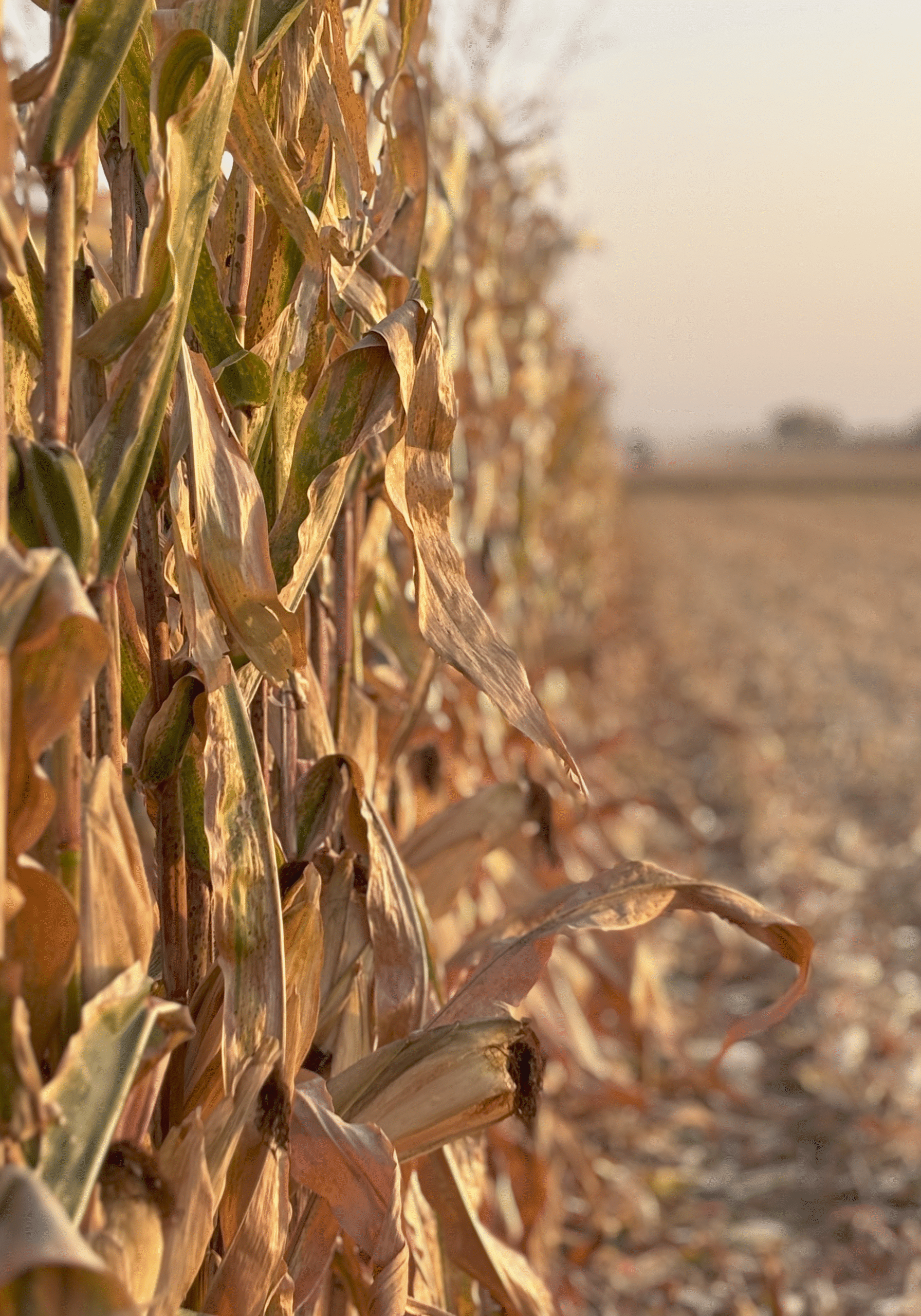 row of corn in field