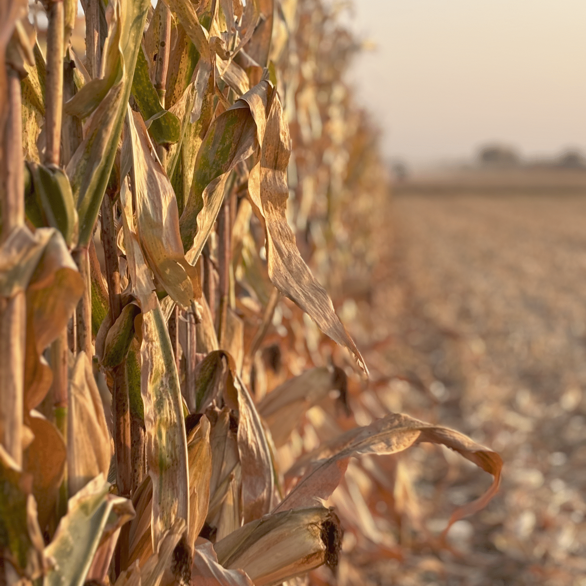 row of corn in field