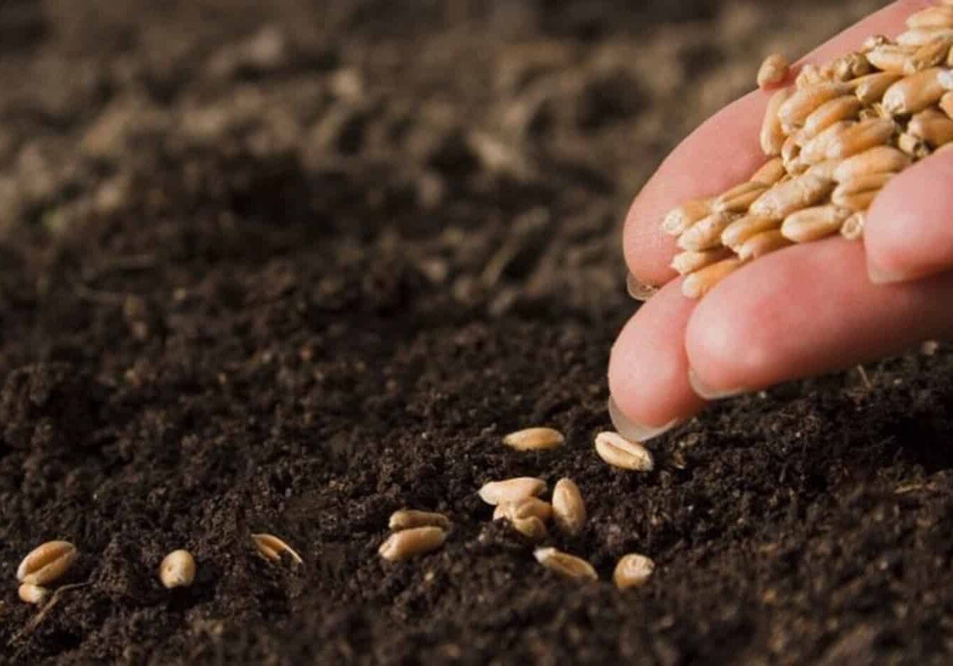 hand placing seeds into the ground